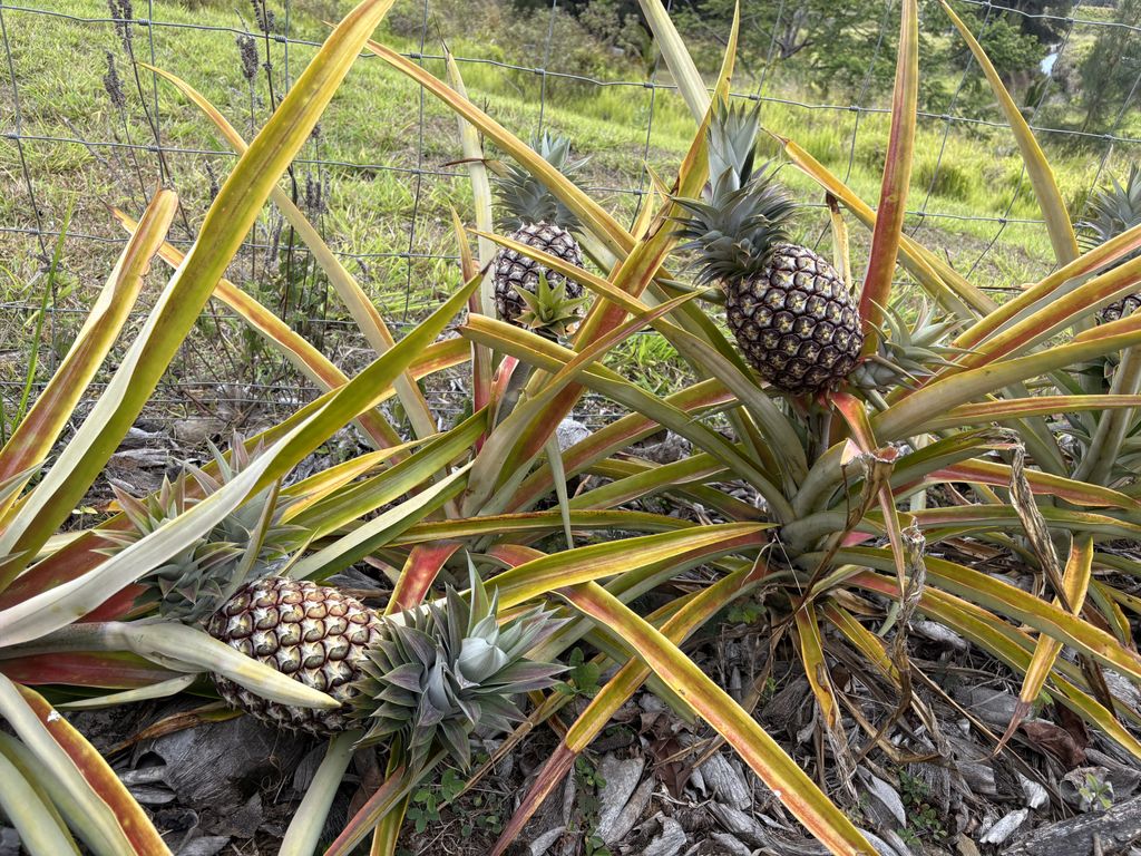 This is how pineapples grow in the wild.