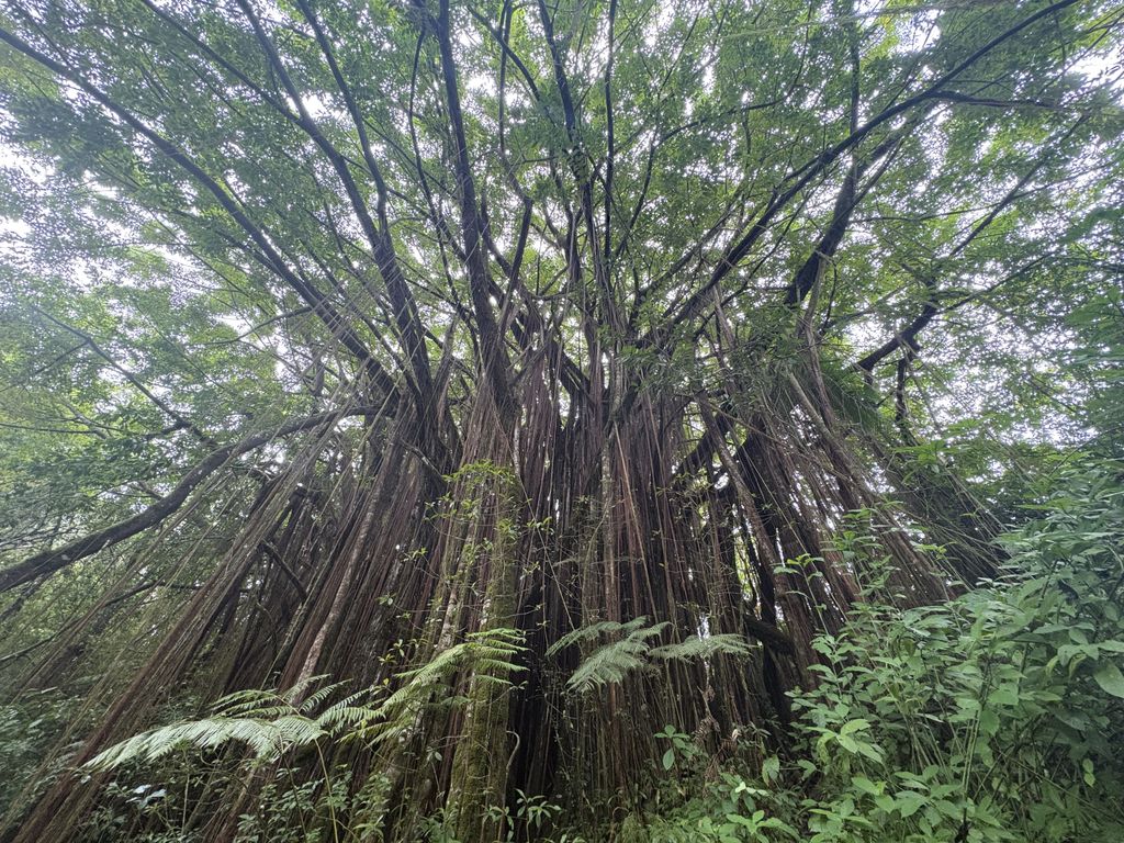 The banyon trees were cool.