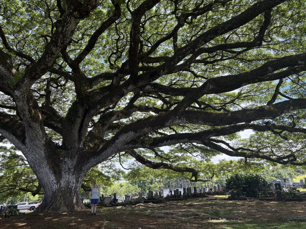 Scout under a monkeypod tree.