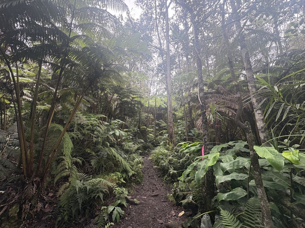 The forest hike next to where we stayed.