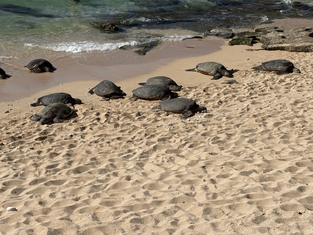 We saw sea turtles!