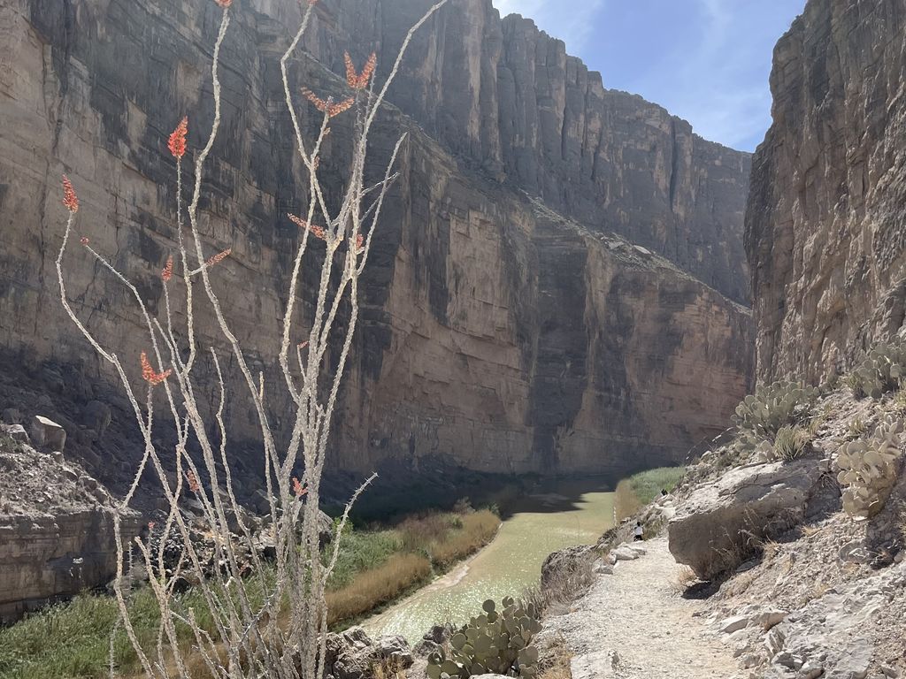 An ocotillo plant on the trail.