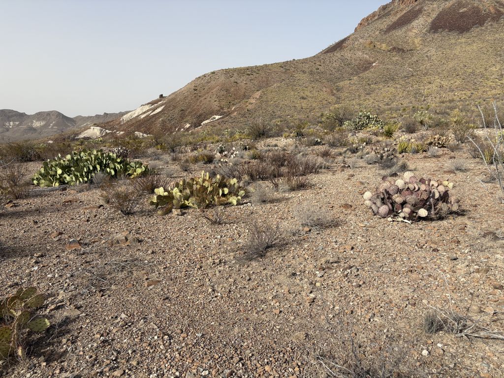 A few patches of prickly pear cactii in various colors.