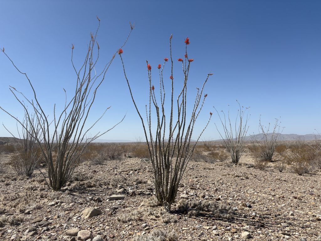 Some ocotillo plants.