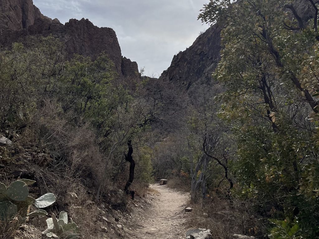 The trees inside the Chisos Basin along the Window Trail.